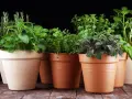 Zioła na energię w glinianych doniczkach: rozmaryn, melisa, tymianek, szałwia i mięta. Naturalny zastrzyk witalności.