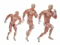 Trzy modele anatomiczne ukazujące różne typy budowy ciała w ruchu.