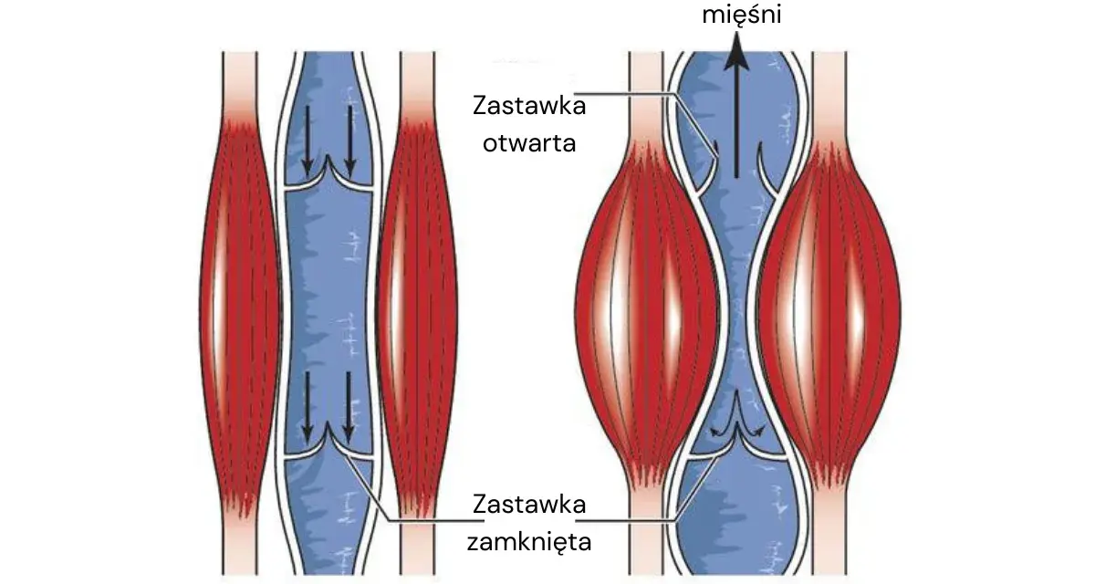 Jak wzmocnić naczynia krwionośne? Ilustracja pokazuje, jak skurcz mięśnia łydki pomaga w przepływie krwi, otwierając zastawki.