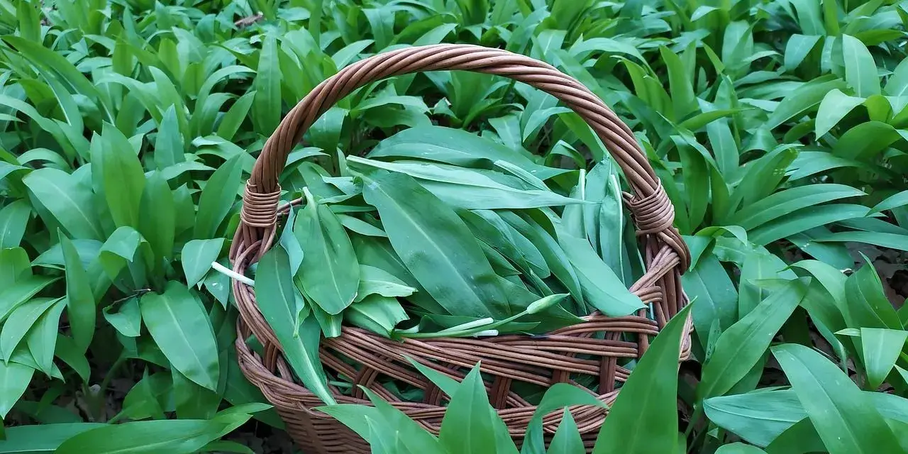 Koszyk pełen świeżo zebranych liści czosnku niedźwiedziego, otoczony gęstym, zielonym dywanem tych aromatycznych roślin.