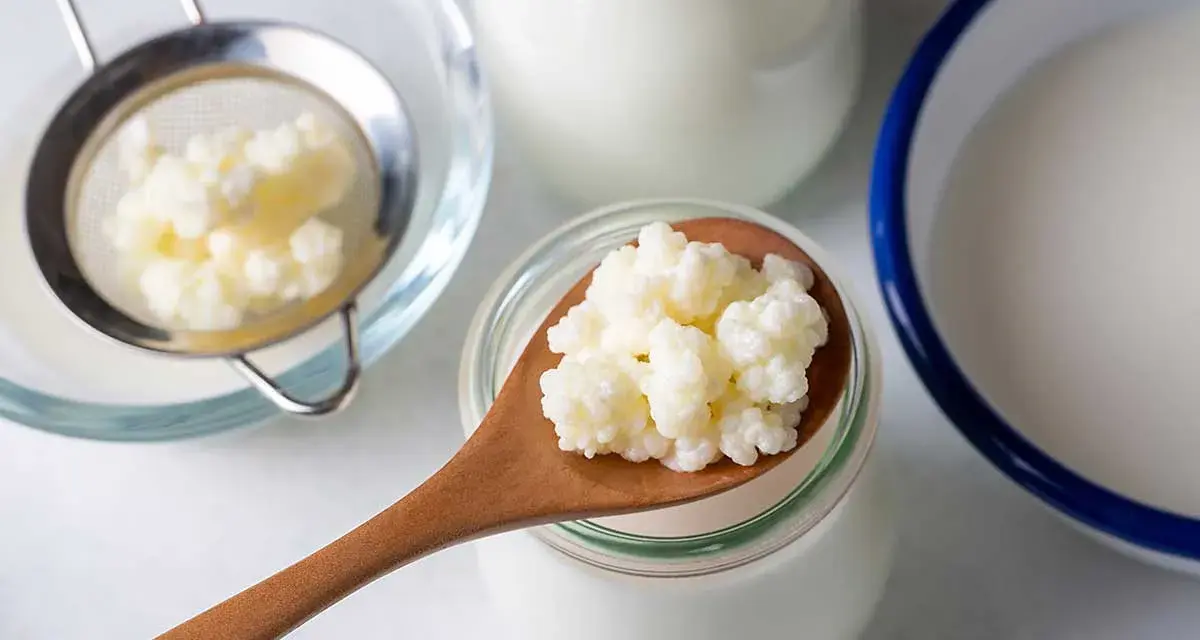 Kefir na kaca to naturalny sposób na regenerację. Ziarna kefirowe na łyżce, sitko i naczynia z mlekiem sugerują domową produkcję.