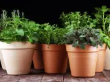 Zioła na energię w glinianych doniczkach: rozmaryn, melisa, tymianek, szałwia i mięta. Naturalny zastrzyk witalności.