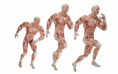 Trzy modele anatomiczne ukazujące różne typy budowy ciała w ruchu.