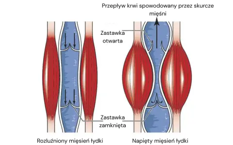 Jak wzmocnić naczynia krwionośne? Ilustracja pokazuje, jak skurcz mięśnia łydki pomaga w przepływie krwi, otwierając zastawki.