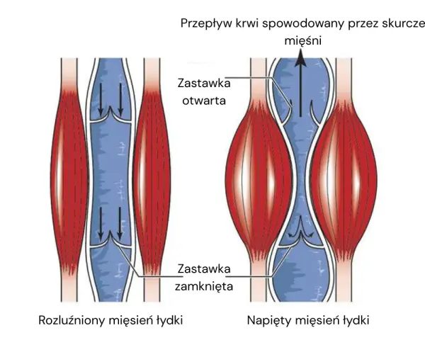 Jak wzmocnić naczynia krwionośne? Ilustracja pokazuje, jak skurcz mięśnia łydki pomaga w przepływie krwi, otwierając zastawki.