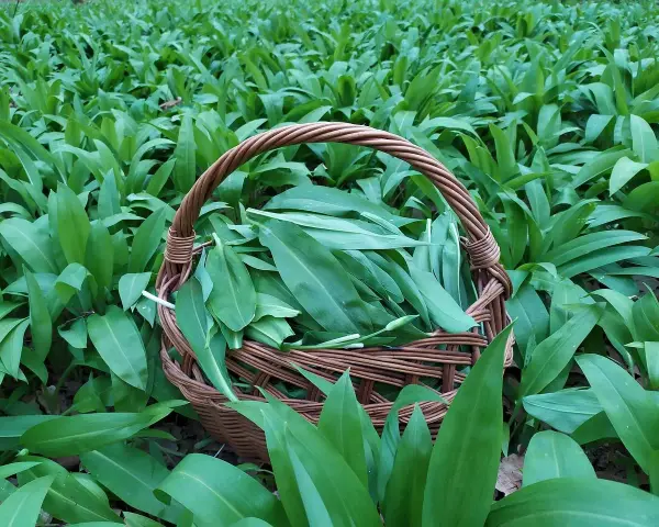 Koszyk pełen świeżo zebranych liści czosnku niedźwiedziego, otoczony gęstym, zielonym dywanem tych aromatycznych roślin.