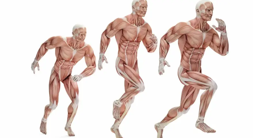 Trzy modele anatomiczne ukazujące różne typy budowy ciała w ruchu.