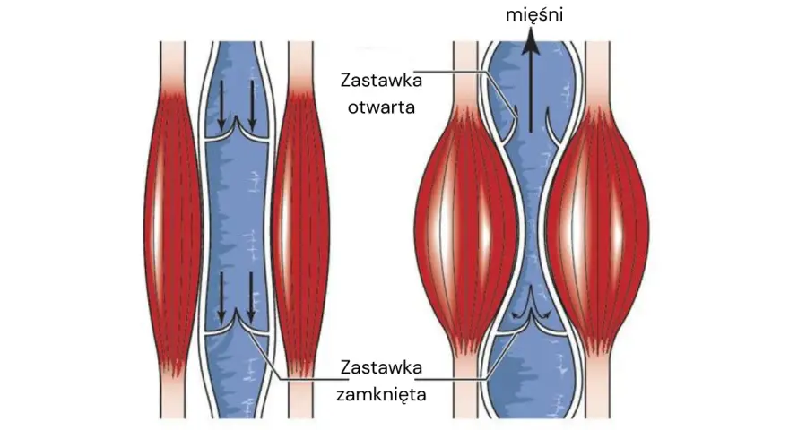 Jak wzmocnić naczynia krwionośne? Ilustracja pokazuje, jak skurcz mięśnia łydki pomaga w przepływie krwi, otwierając zastawki.