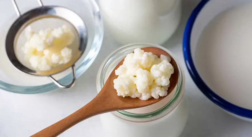 Kefir na kaca to naturalny sposób na regenerację. Ziarna kefirowe na łyżce, sitko i naczynia z mlekiem sugerują domową produkcję.
