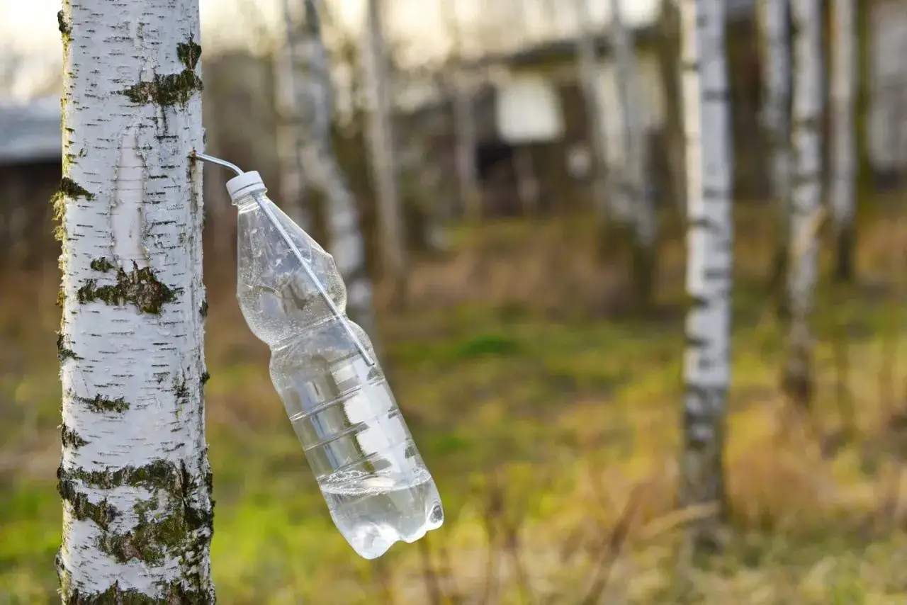 Zbieranie cennego soku z brzozy do plastikowej butelki. Wiosenna natura obdarowuje nas tym naturalnym napojem.