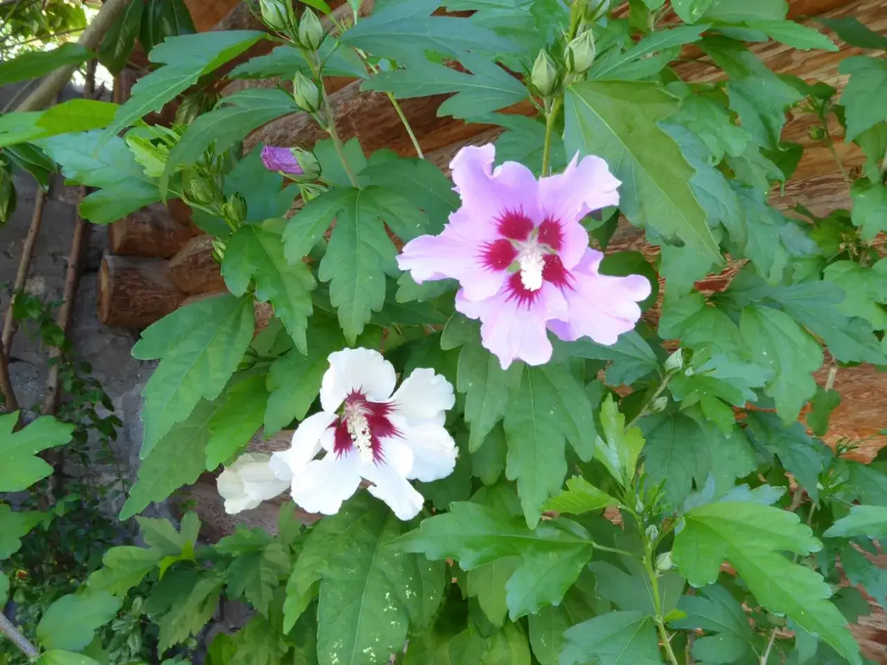 Piękne kwiaty hibiskusa, w tym biały i r&oacute;żowy, kwitną obok drewnianej chaty. To prawdziwa okrasa po polsku w ogrodzie.